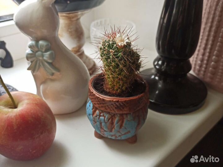 Герань Пеларгония,Хавортия