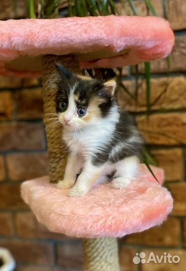 Котенок в добрые руки