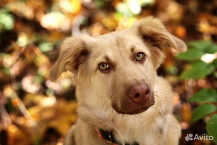 Лис в поисках хозяев (см. видео)