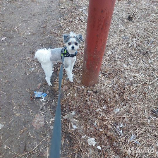 Жених мальчик