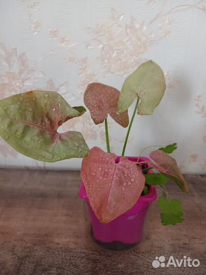 Сингониум Неон пинк