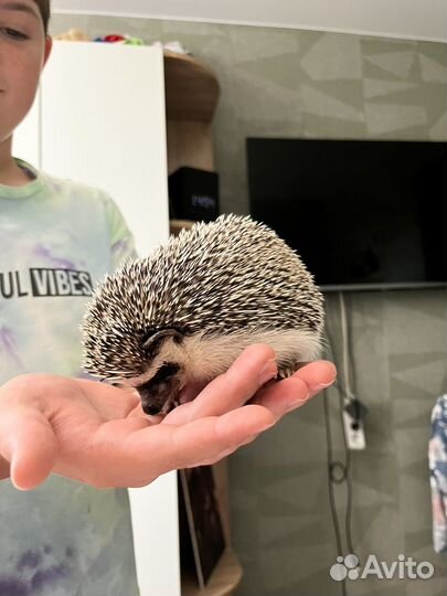 Африканский карликовый еж