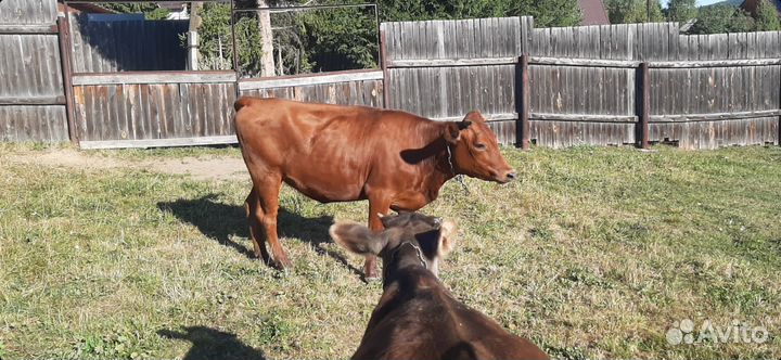 Коровы и телки красногорбатовская