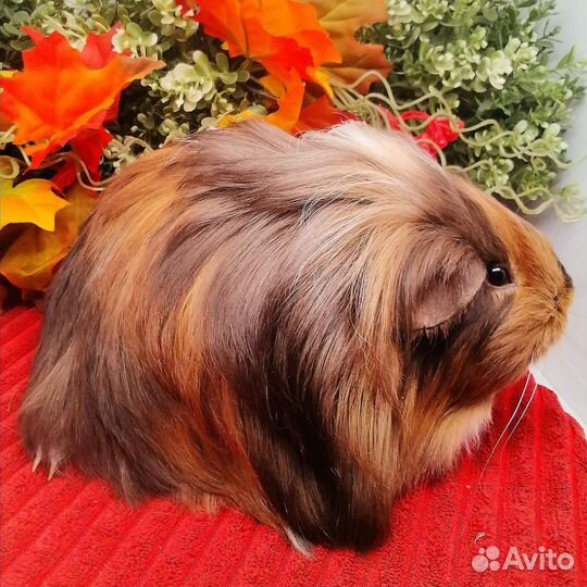 Шелти, длинношерстная морская свинка