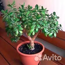 Крассула толстянка