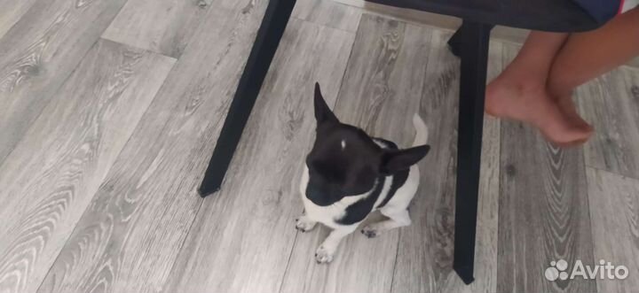 Чихуахуа мини