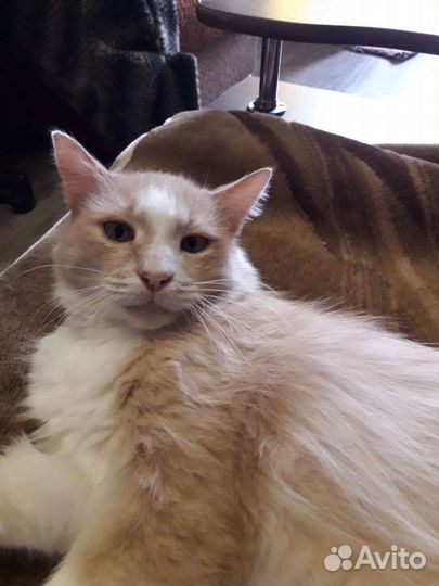 Кошка в дар бесплатно