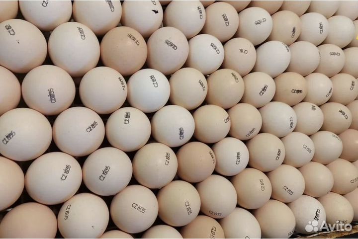 Инкубационное яйцо в ассортименте в розницу