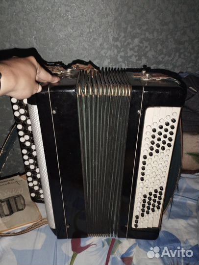 Баян тульский терка