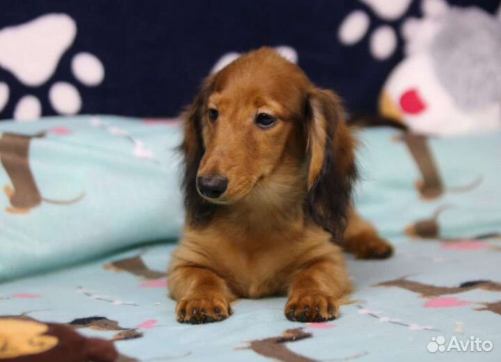 Миниатюрные карликовые длинношерсные таксы