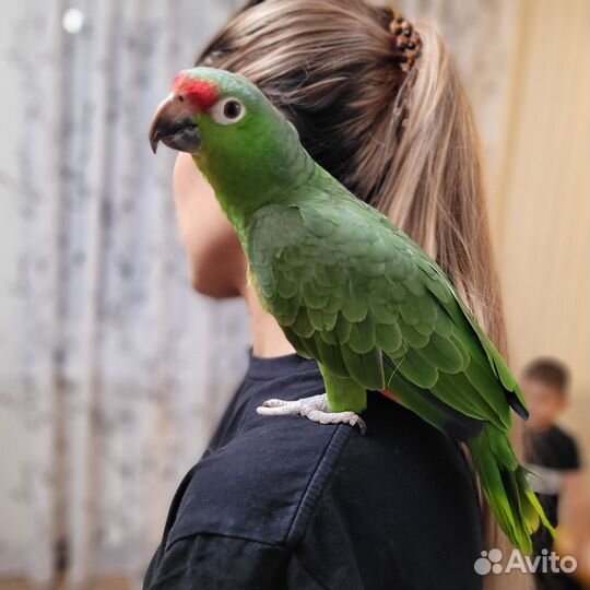 Амазон краснолобый с клеткой