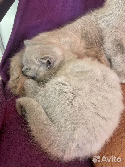Британские котята