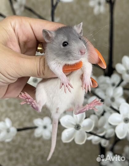 Крысы Дамбо. Крысята Дамбо от питомника