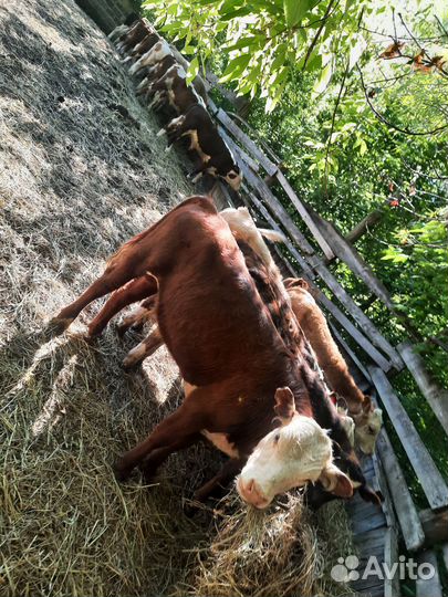 Бычки и быки