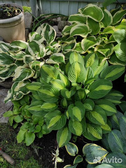 Модные и редкие цветы для открытого грунта