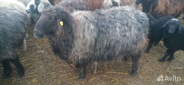 Продам сельхоз животных