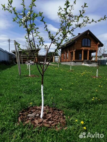 Кора сосны мульча