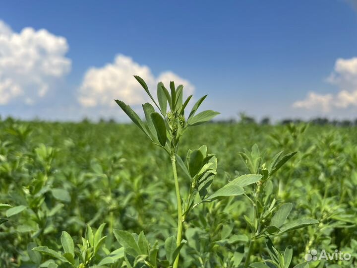 Семена люцерны канадской от Grassseed