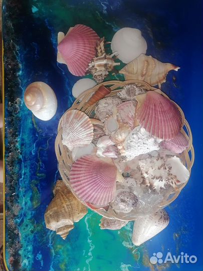 Морские ракушки