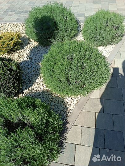 Лаванда в горшочке Синева