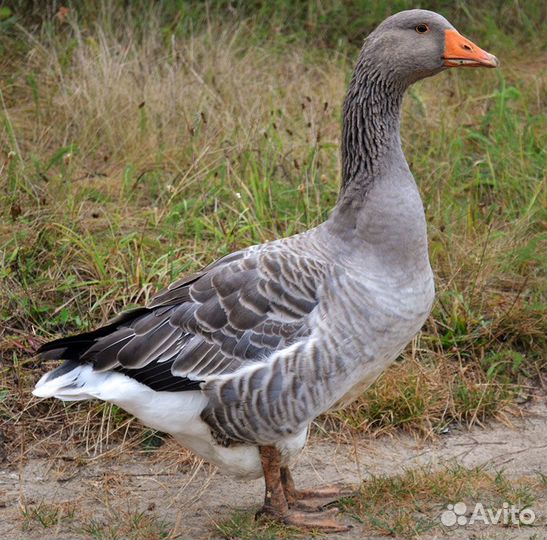 Продам гусей