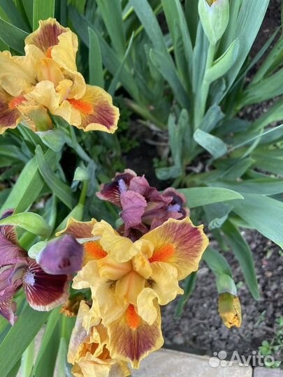 Ирисы карликовые