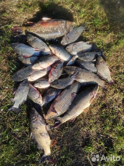 Продам рыбу