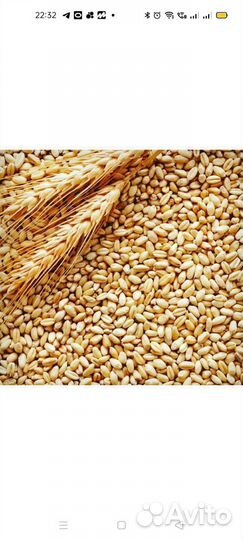 Продаю пшеницу продовольственную 3 класс