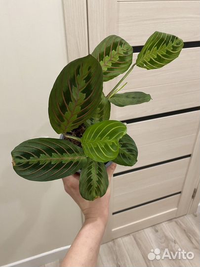 Маранта триколор Фасцинатор 12/40