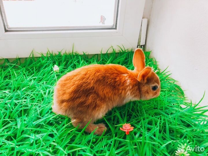 Карликовый кролик - ручной, супер мини