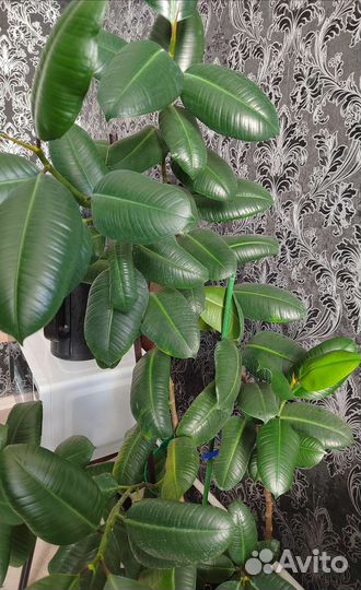 Фикус с Кашпо