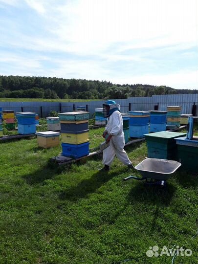 Мед натуральный, соты, забрус