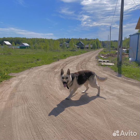 Вязка вео