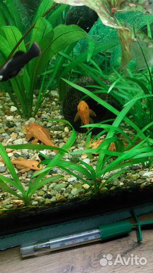 Анциструсы и гуппи