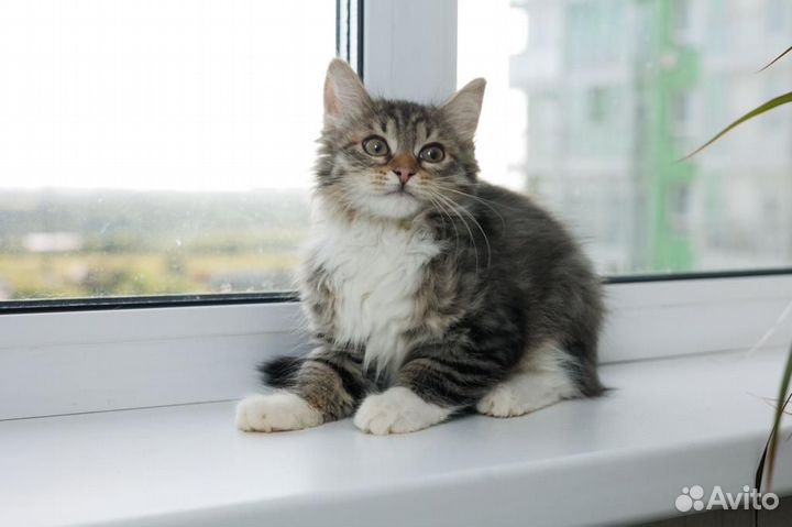 Передержка кошек