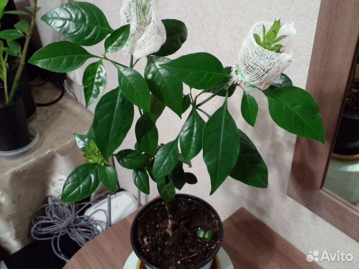 Крассандра