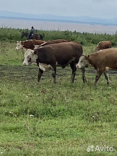 Быки Галифорд