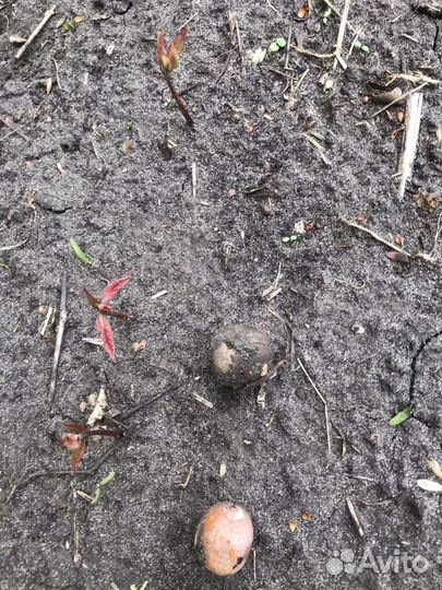 Саженцы канадского дуба, клёнодуб, красный дуб