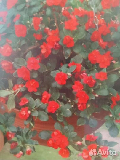 Комнатные цветы