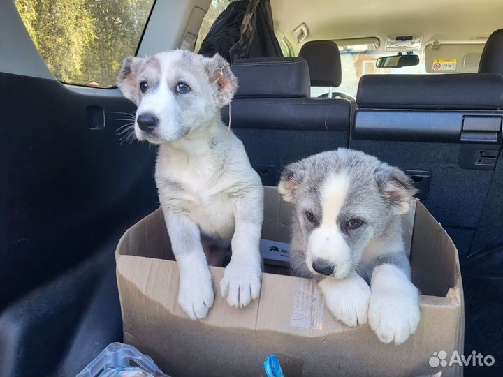 Щенки алабая(среднеазиатская овчарка)