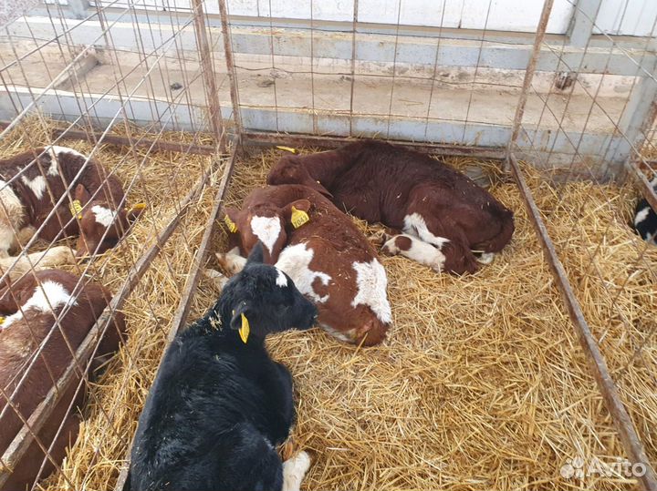 Телята доставка