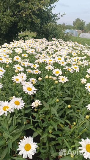 Цветы ромашки