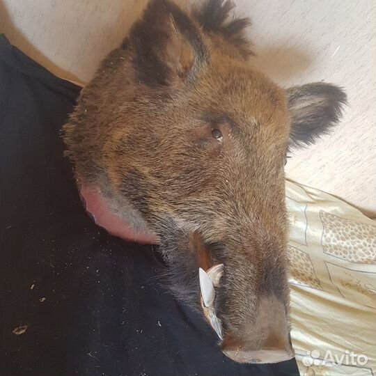 Чучело головы кабана