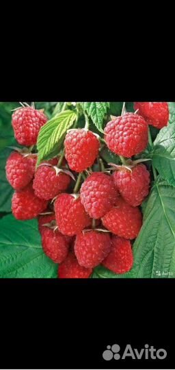 Саженцы малины