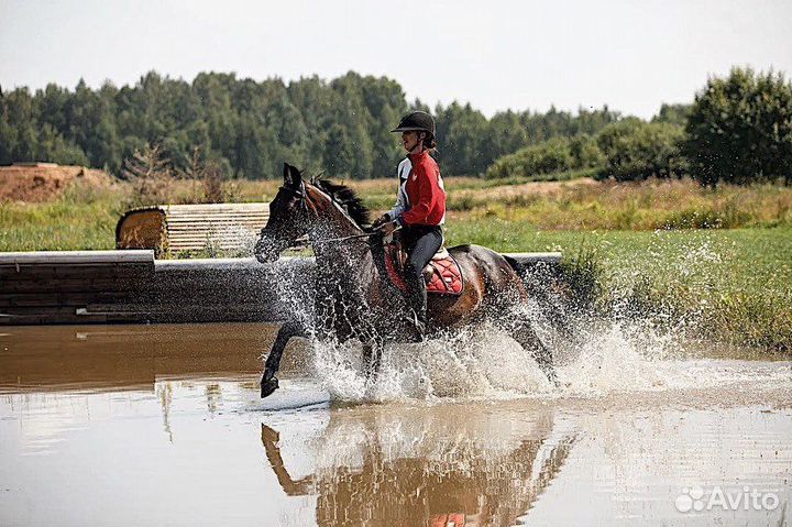 Конный спорт Конкур Выездка