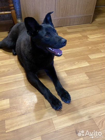 Кнопка / собака