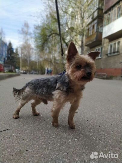 Йоркширский терьер