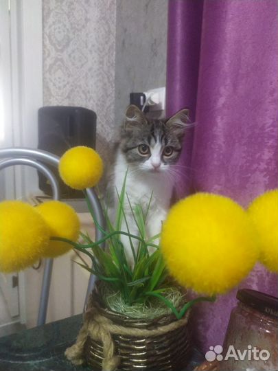 Котенок бесплатно