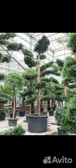 Подокарпус бонсай хвойный 120/550см
