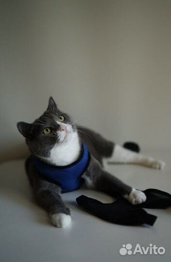 Шлейка для животных